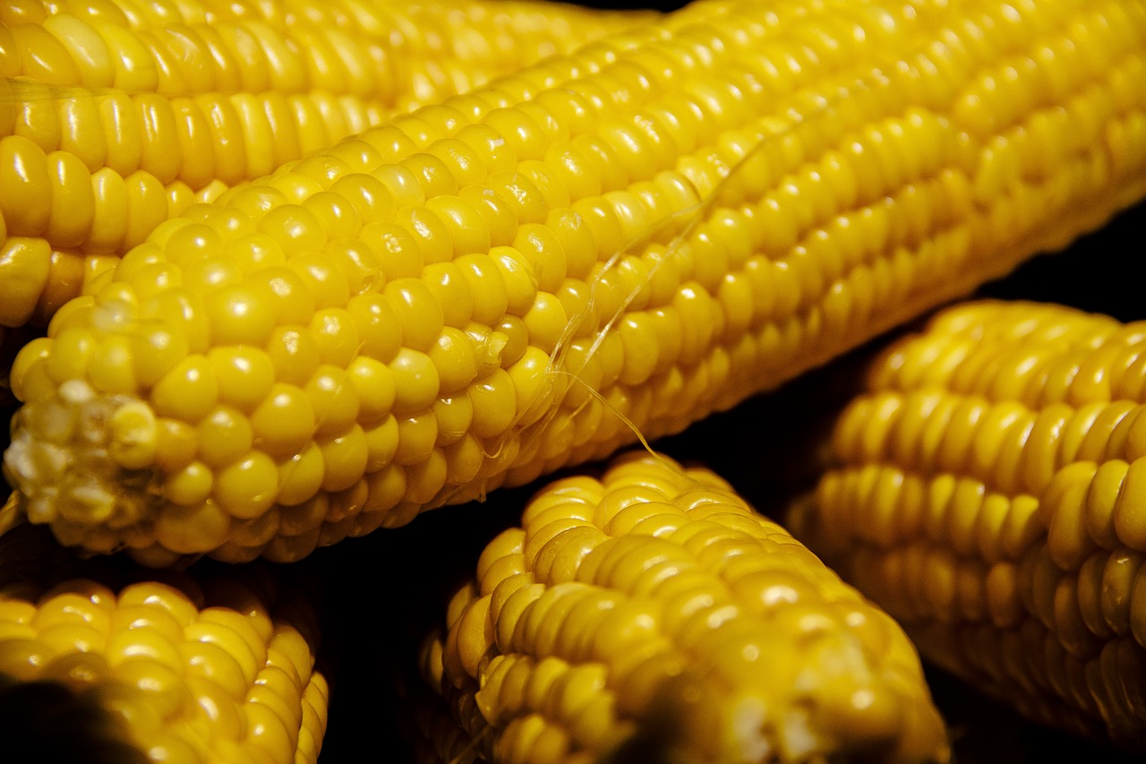 corn 3555294_1280
